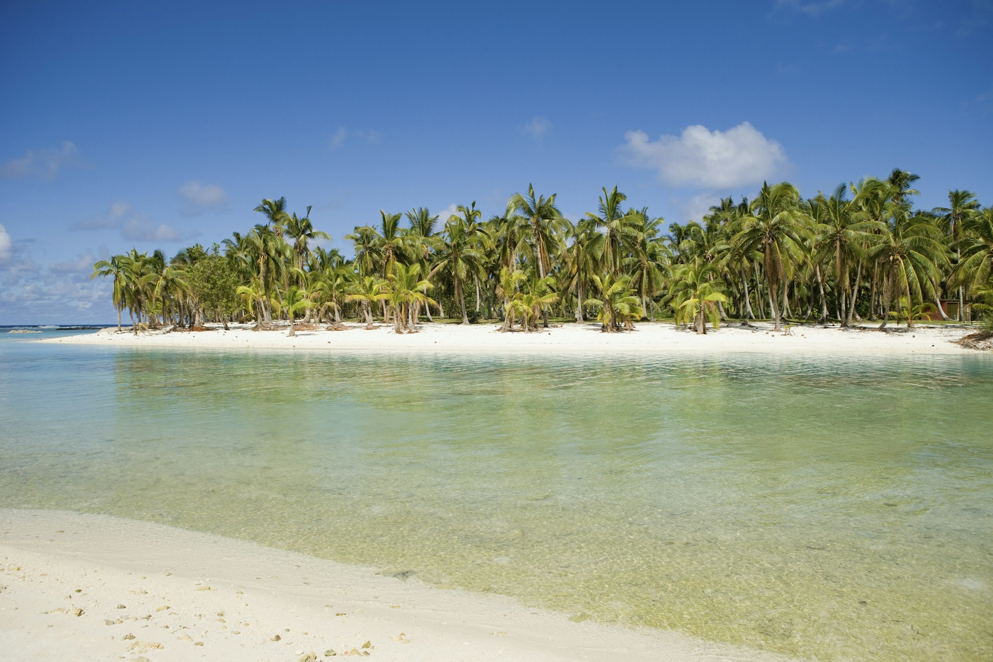 Beach with palm trees